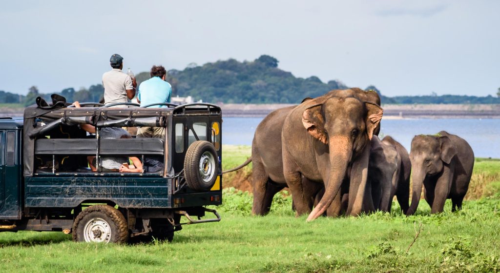Sri Lankan Elephants (Elephas maximus maximus)-Wildlife Safari in Wasgamuwa National Park